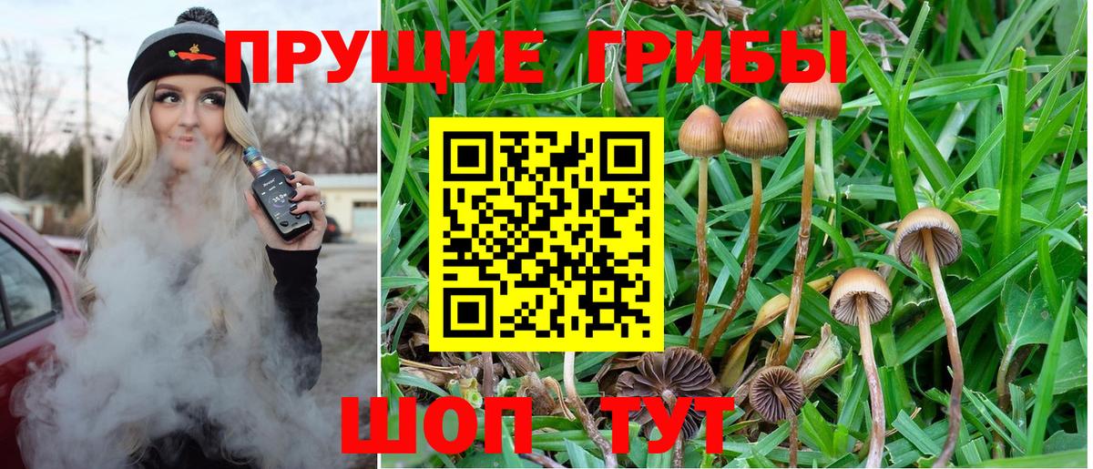 Галлюциногенные грибы Psilocybine cubensis Махачкала